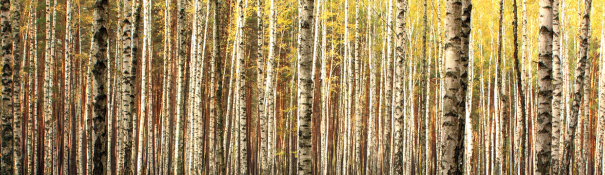 Fototapeta autumn birch forest landscape panorama