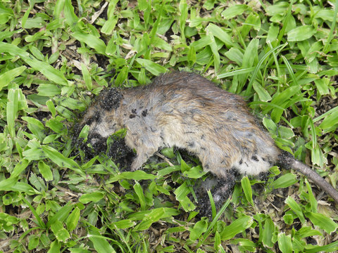 Dead mouse on the grass
