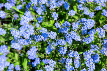 Obraz premium Forget-me-not flowers. Natural summer background.