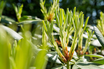 Rhododendron buds and leaves (Ericaceae). 