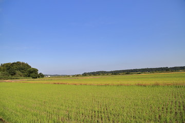 Fototapeta premium 稲刈り後の田んぼ