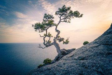 The pine on the rock