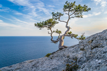 The pine on the rock