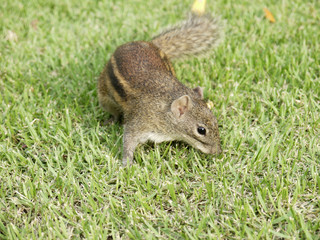 Squirrel on the grass
