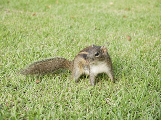 Squirrel on the grass
