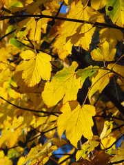 Naklejka na ściany i meble twigs with bright yellow maple leaves in autumn