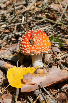 Red mushroom