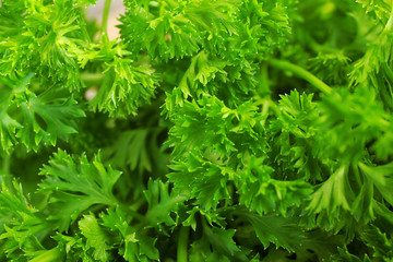 Fresh parsley closeup