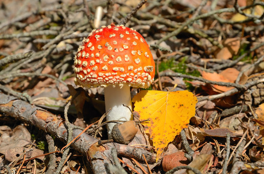 Red mushroom