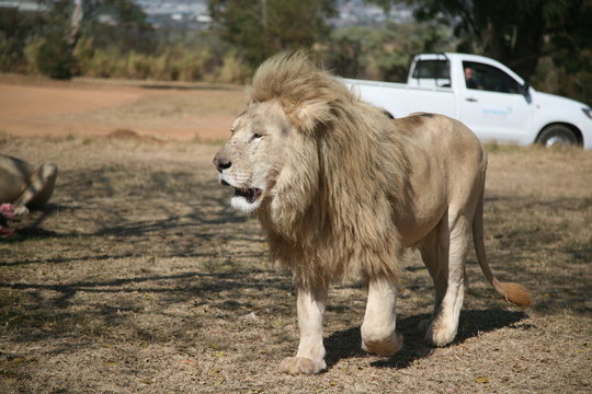 Lone Lion 