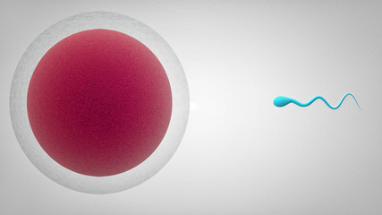 Sperm and Egg 3D Render