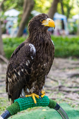 Portrait of eagle. It is large with a heavy head and beak.