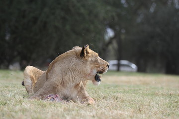 Lioness in grass
