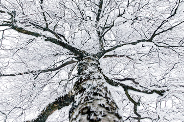 Abstrakte verschneite Baumkrone