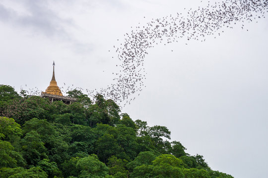 Gold pagoda with bats stream. The pagoda is at Wat Khao Chong Phran in Ratchaburi, Thailand.