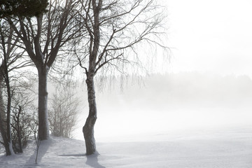 Fototapeta na wymiar Vereiste Bäume im Schnee mit aufkommenden Nebel
