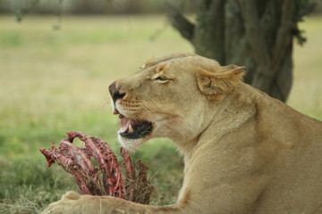 Lioness eating lunch