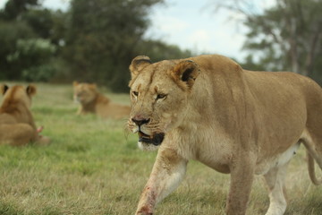 Fototapeta na wymiar Lioness walking 