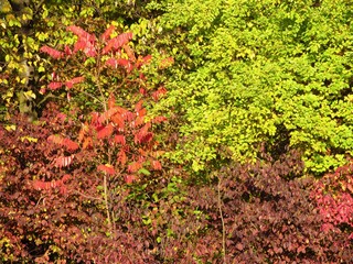 various trees with red and green leaves in autumn