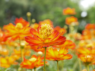 closeup orange cosmos flower