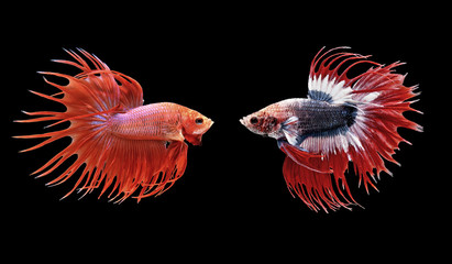 betta fish, siamese fighting fish isolated on black