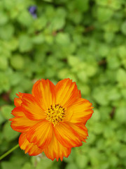 orange cosmos flower