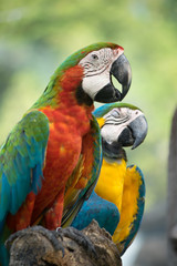 Colorful Parrot Bird