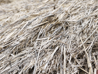 closeup hay dry grass