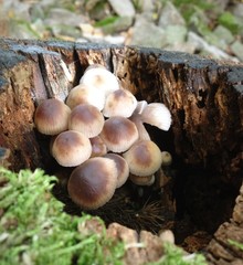 funghi, autunno