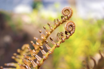 Young fern spiral leaf on nature background