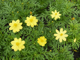 Yellow cosmos flowers in garden