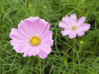 Cosmos flower
