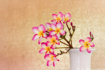 Sweet beautiful fragrant flower frangipani (plumeria) in vintage white vase 