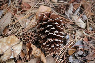 Pine Cone