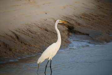 Egret