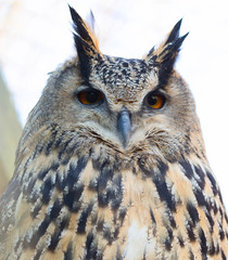 Eurasian Eagle Owl (lat. bubo bubo).