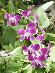 Obraz premium closeup Purple orchid