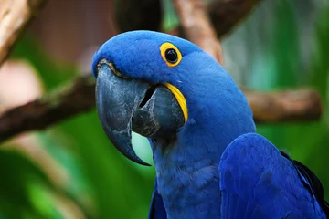 Printed kitchen splashbacks Parrot Blue Parrot
