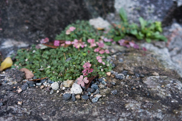 Clover with small stones on the rock