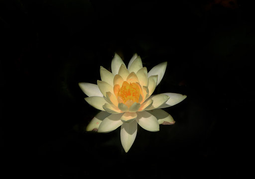Lily in the Dark