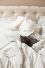 Kätzchen im Bett