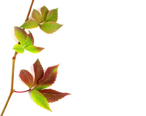 Naklejka na ściany i meble Multicolor autumnal twig of grapes leaves, parthenocissus quinqu