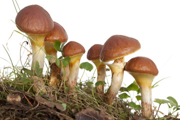 mushrooms