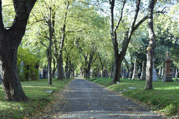 Trees and cemetery