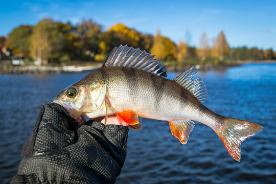 Autumn perch in angler hand