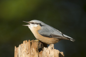 Eurasian Nuthatch
