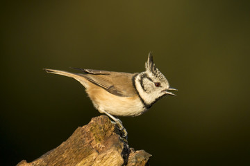 Crested tit