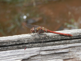 Libellula