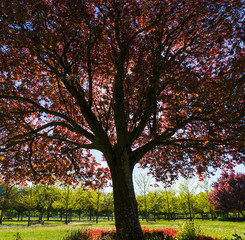 Fototapeta premium Copa de arbol Prunus o Ciruelo rojo , a contraluz con las hojas rojizas. Parque en primavera