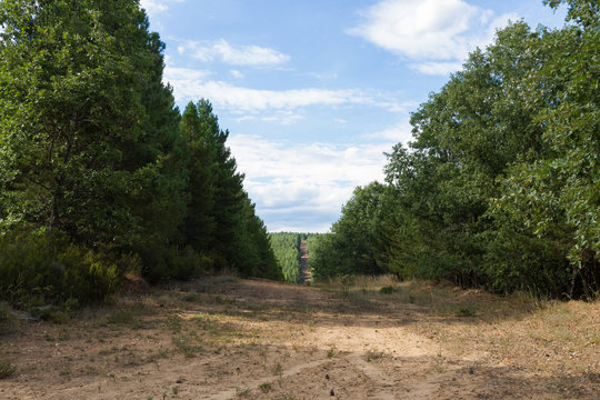 Cortafuegos y camino de tierra en un bosque de pinos
